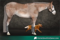 Horse Color:White Spotted Classic Champagne Merle