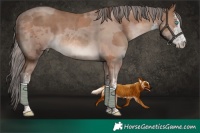 Horse Color:White Spotted Classic Champagne Merle 