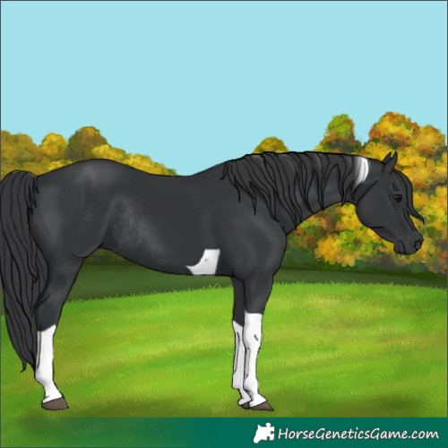 Horse Color:Black Tobiano Rabicano
