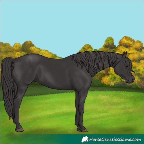 Horse Color:Smoky Black 