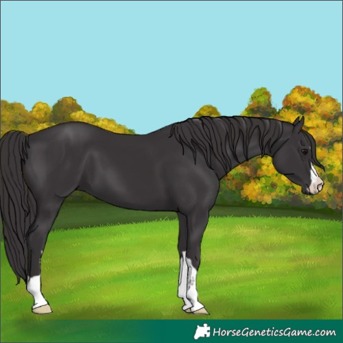 Horse Color:Smoky Black