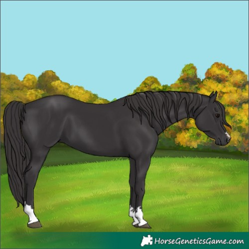 Horse Color:Smoky Black 