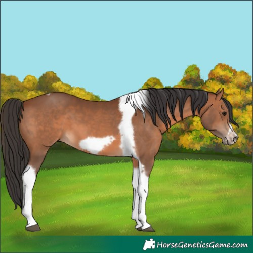 Horse Color:Bay Tobiano Frame 