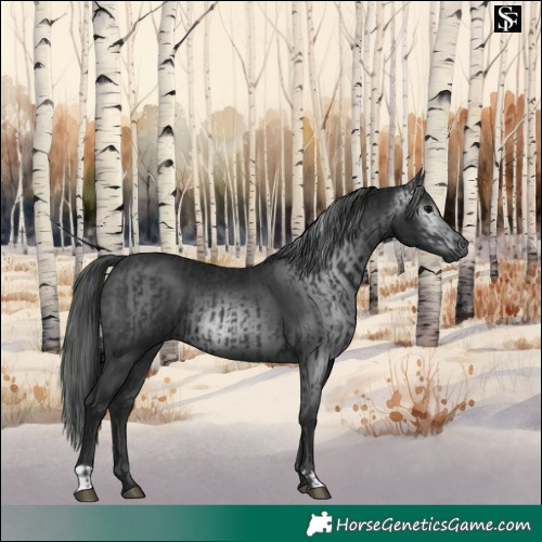 Horse Color:Black and Gray Black