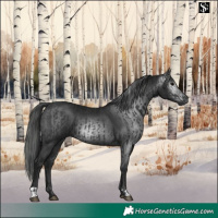 Horse Color:Black and Gray Black