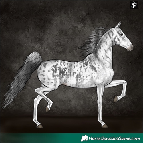 Horse Color:Gray White Spotted Black and Gray White Spotted Black
