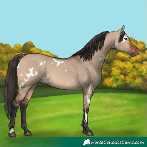 Horse Color:White Spotted Bay Dun 