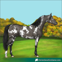 Horse Color:Gray White Spotted Grullo Appaloosa