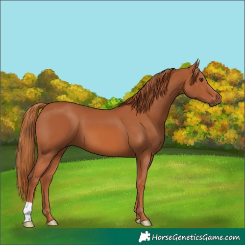 Horse Color:Chestnut 