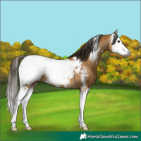 Horse Color:Gray Buckskin Sabino Splash Appaloosa 