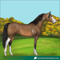 Horse Color:Gray Bay Dun Sabino 