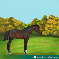 Horse Color:Brown 