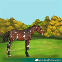 Horse Color:White Spotted Bay 