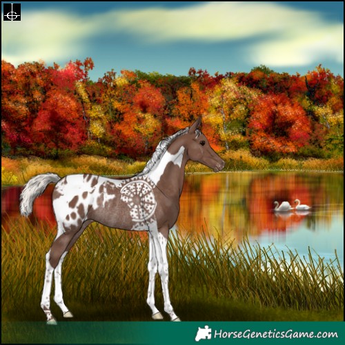 Horse Color:Silver Black Tobiano Blanket Rabicano 