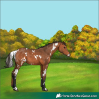 Horse Color:White Spotted Bay