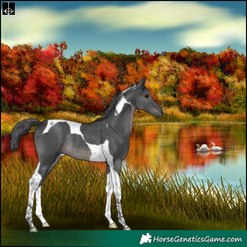 Horse Color:Black Merle Tobiano Rabicano 