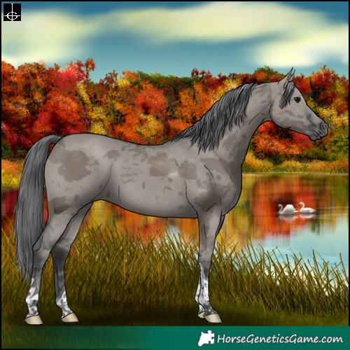 Horse Color:Grullo Merle Tobiano Rabicano 