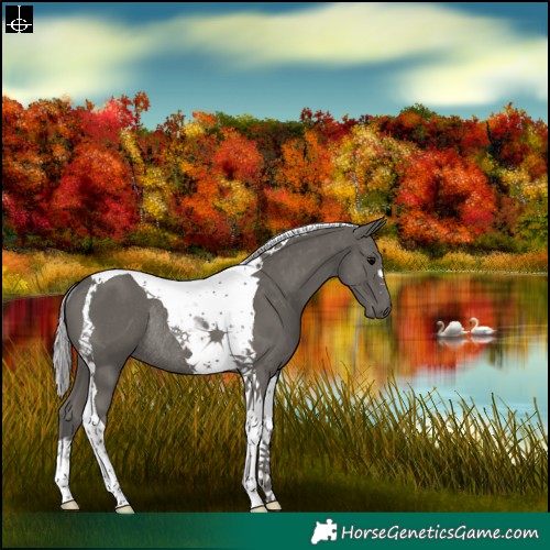 Horse Color:Platinum Silver Black Tobiano Rabicano 