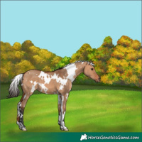 Horse Color:White Spotted Bay Dun 