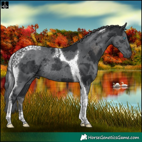 Horse Color:Black Merle Tobiano Rabicano 