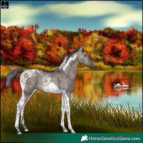 Horse Color:Brown Dun Merle Tobiano Rabicano 