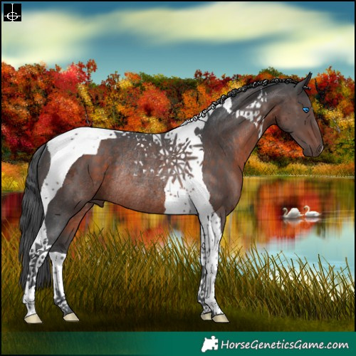 Horse Color:Brown Merle Tobiano Rabicano 