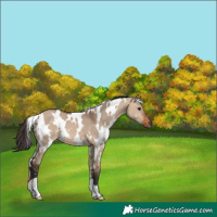 Horse Color:White Spotted Bay Dun 