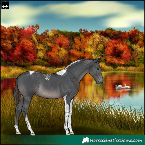 Horse Color:Black Merle Tobiano Rabicano 