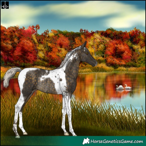 Horse Color:Silver Buckskin Tobiano Rabicano