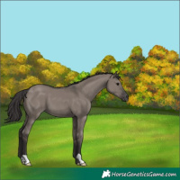 Horse Color:Smoky Grullo