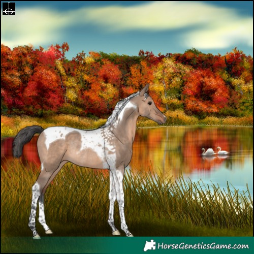 Horse Color:Brown Dun Merle Tobiano Rabicano 