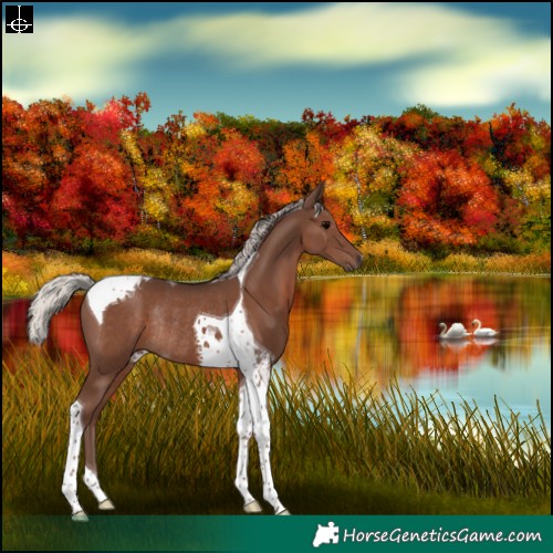 Horse Color:Silver Black Tobiano Rabicano 