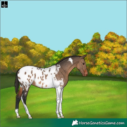 Horse Color:Brown Dun Tobiano Blanket Rabicano 