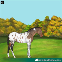 Horse Color:Brown Dun Tobiano Appaloosa Rabicano