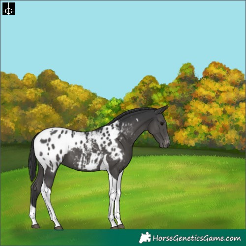 Horse Color:Black Tobiano Appaloosa 
