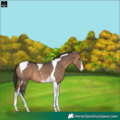 Horse Color:Brown Dun Sabino Tobiano 