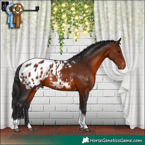 Horse Color:Brown Tobiano Appaloosa Rabicano