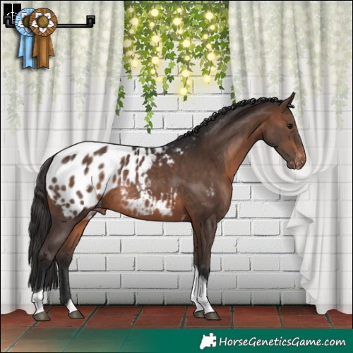 Horse Color:Brown Tobiano Blanket Rabicano 