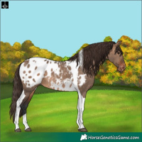 Horse Color:Brown Dun Tobiano Appaloosa Rabicano 