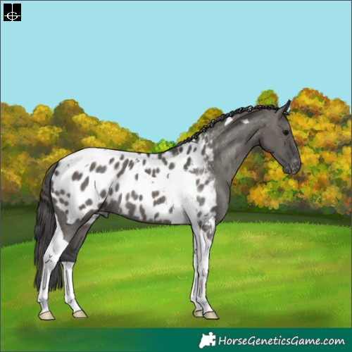 Horse Color:Grullo Tobiano Appaloosa Rabicano 