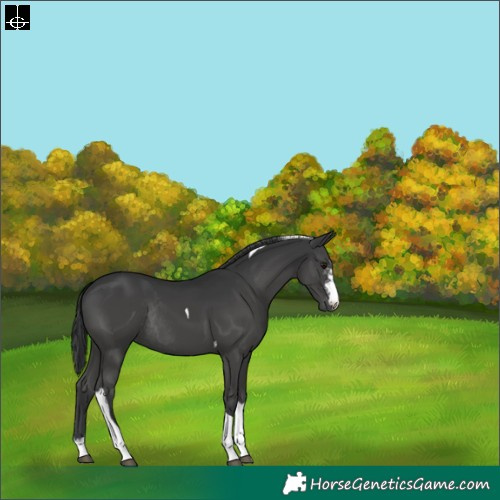 Horse Color:Black Sabino Tobiano Rabicano 