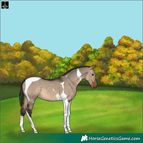 Horse Color:Brown Dun Tobiano 