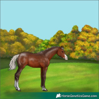 Horse Color:Silver Brown Sabino