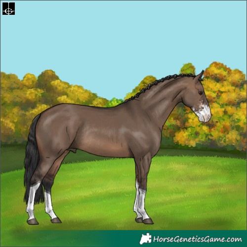 Horse Color:Brown Dun Sabino Tobiano Rabicano 