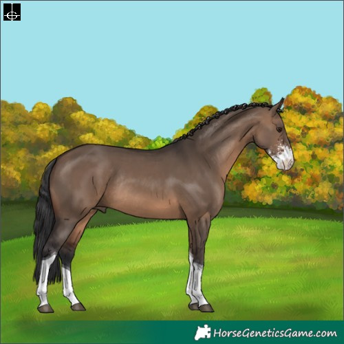 Horse Color:Brown Dun Sabino Tobiano Rabicano