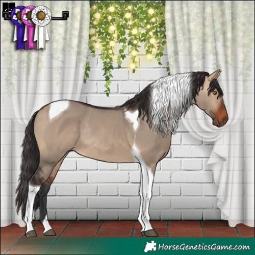 Horse Color:Brown Dun Tobiano Rabicano 