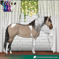 Horse Color:Brown Dun Tobiano Rabicano