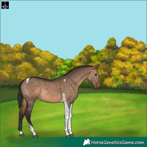 Horse Color:Brown Dun Tobiano 