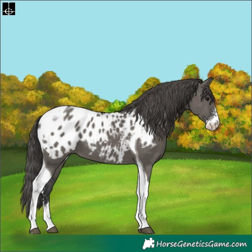 Horse Color:Grullo Sabino Tobiano Appaloosa 