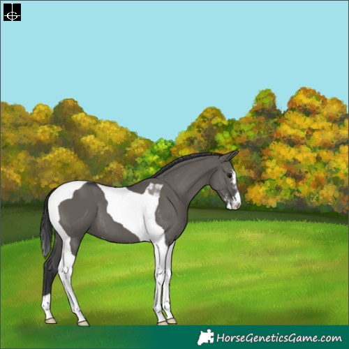 Horse Color:Grullo Sabino Tobiano